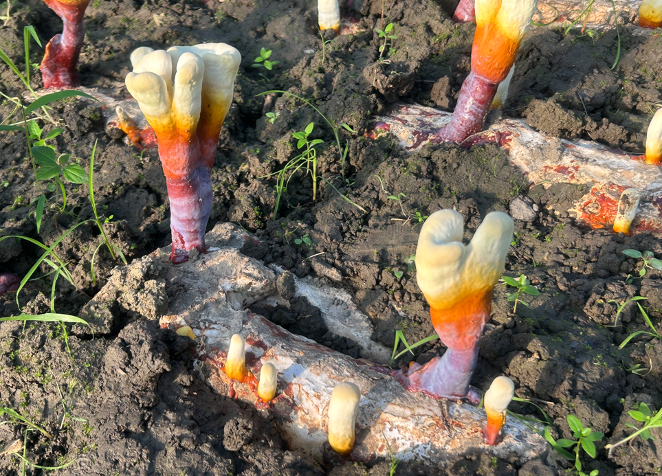 1718588965990129.png image.png